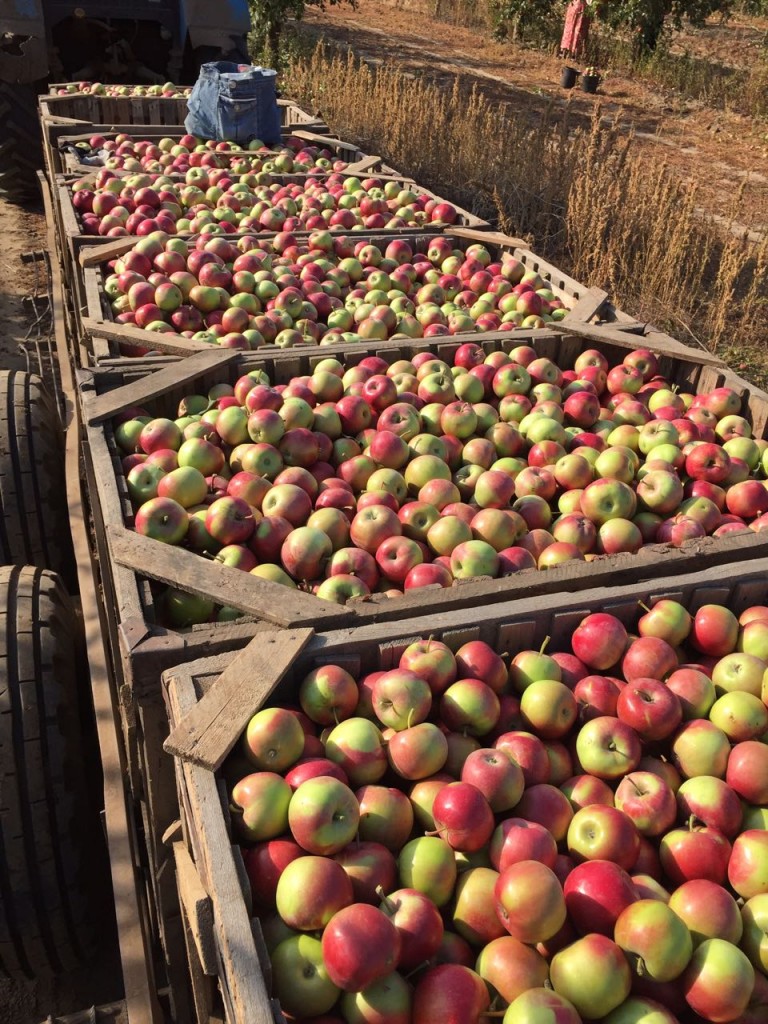 Где Купить Яблоки В Тульской Области
