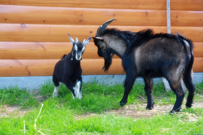 Минусы карликовой камерунской породы козы: