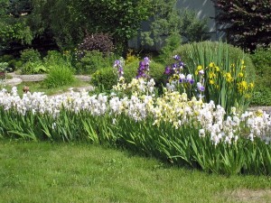 тимирязевка 001