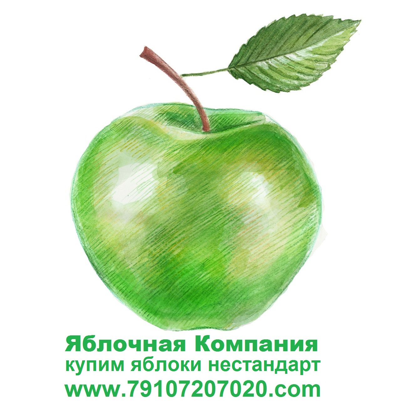 Купим яблоки «нестандарт» в РФ и РБ для переработки