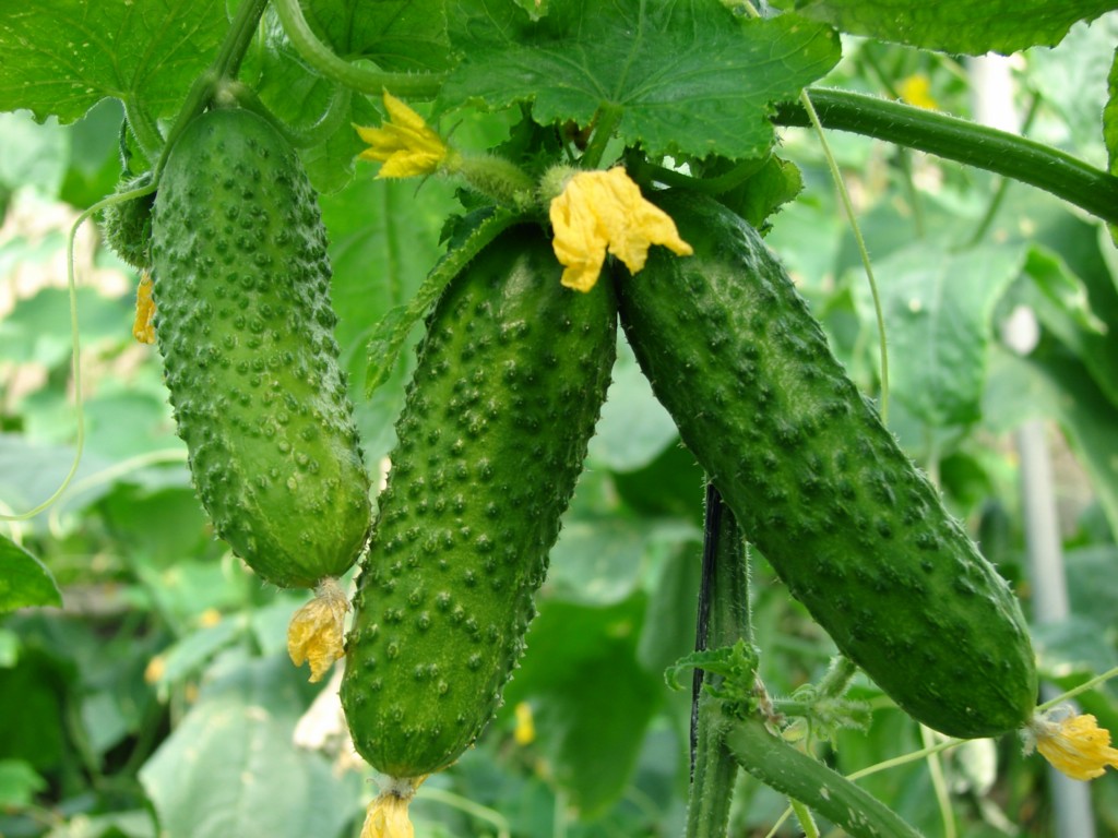Закупаем огурцы(тепличные)