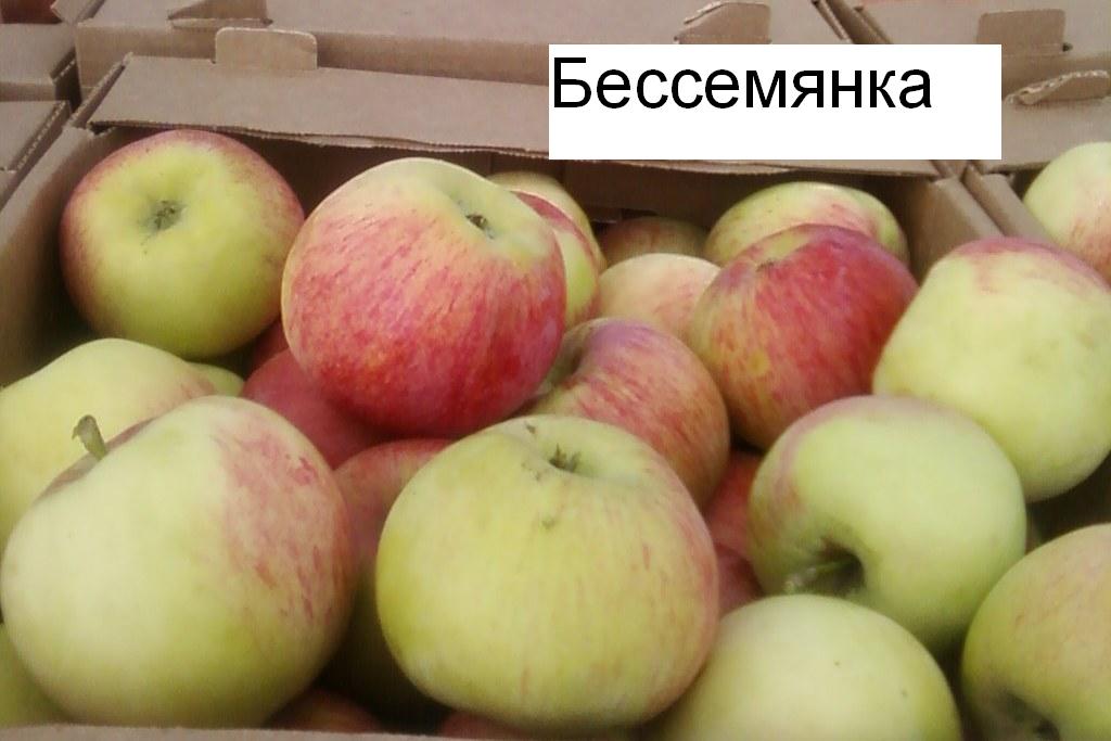 Яблоки оптом с сада
