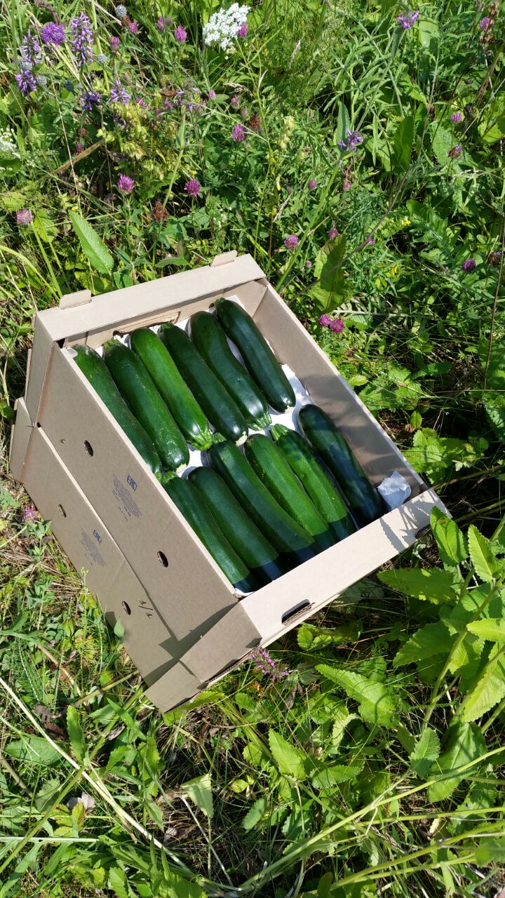 Кабачки и цукини оптом с поля