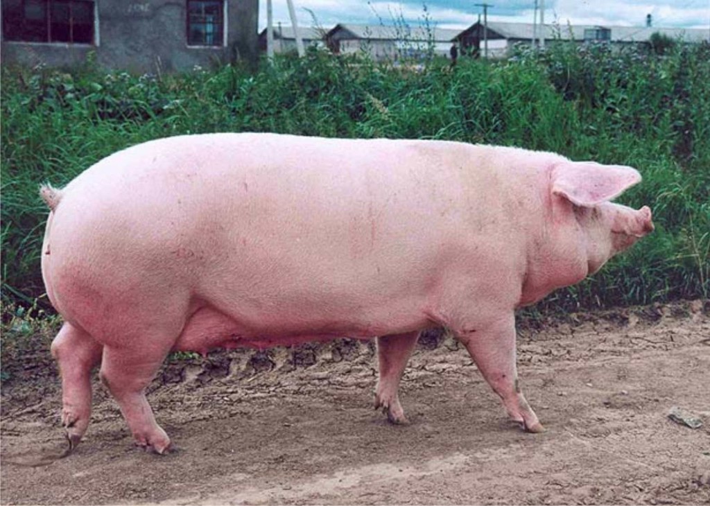Купить свинину живым весом. Эстонская беконная свинья. Эстонская мясная порода свиней. Крупной белой и эстонской беконной пород. Эстонская беконная свинья фото.