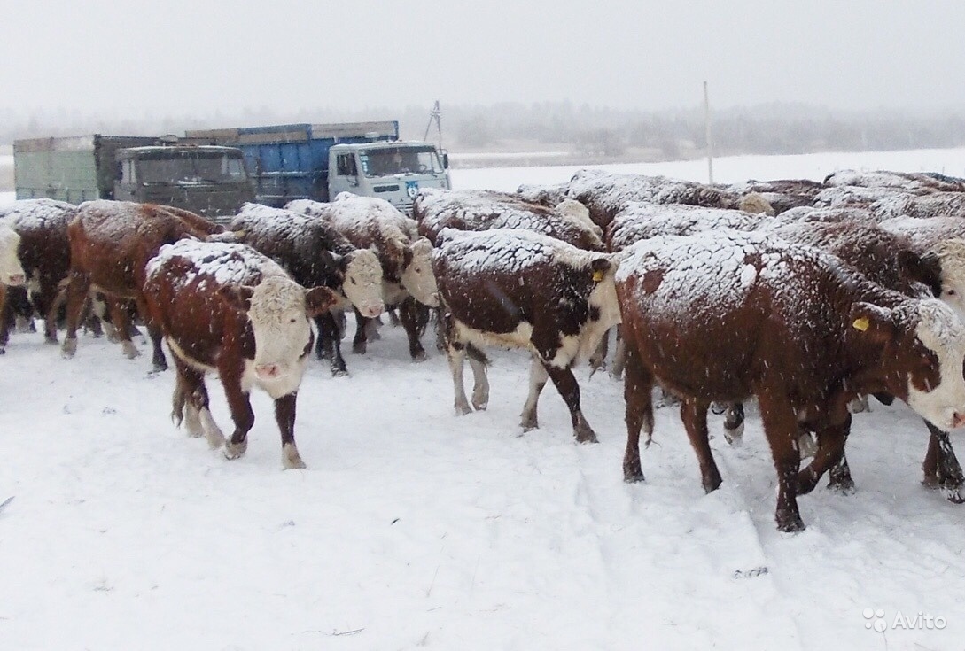 Продам бычки товарные казахской белоголовой породы вес от 200 до 300 кг