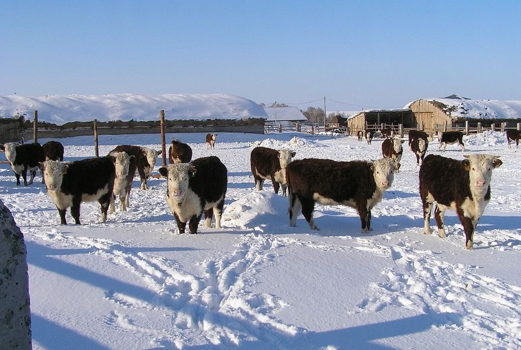 Продам крс племенные породы герефорд