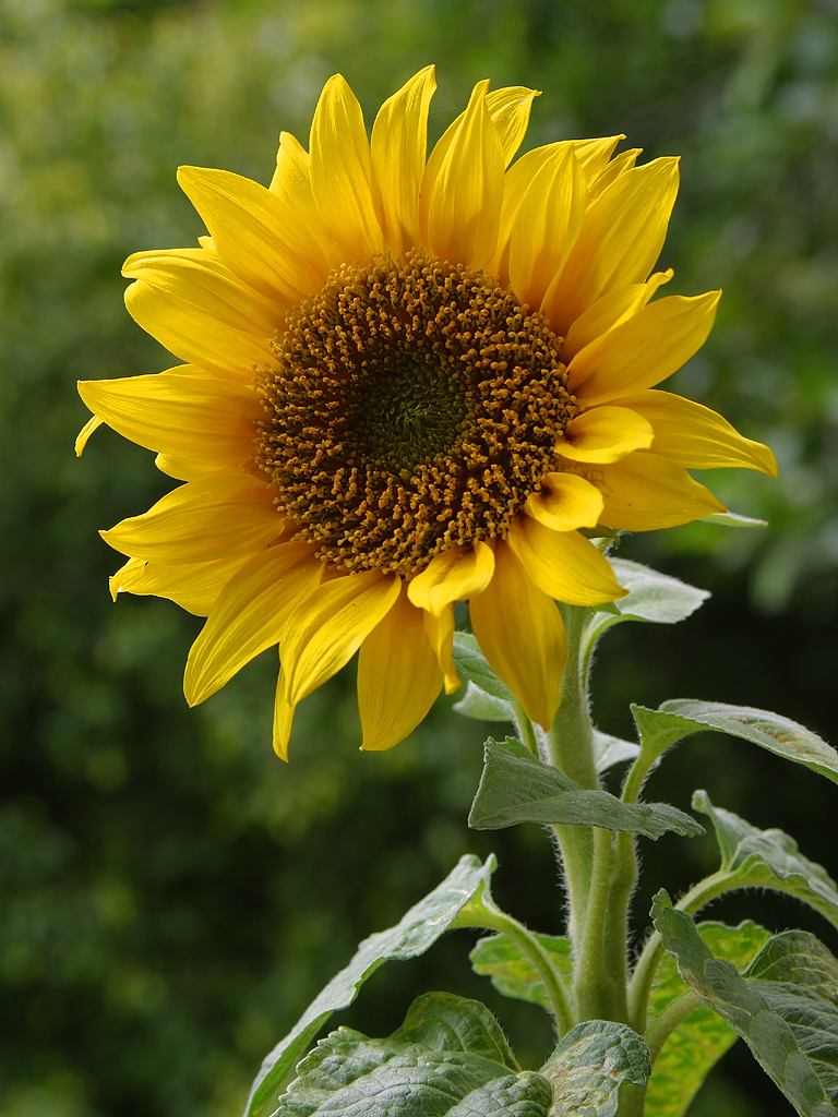 Семена подсолнечника СУР, Родник, Мастер, СПК, Умник, Бузулук, Меркурий, Авангард и др.