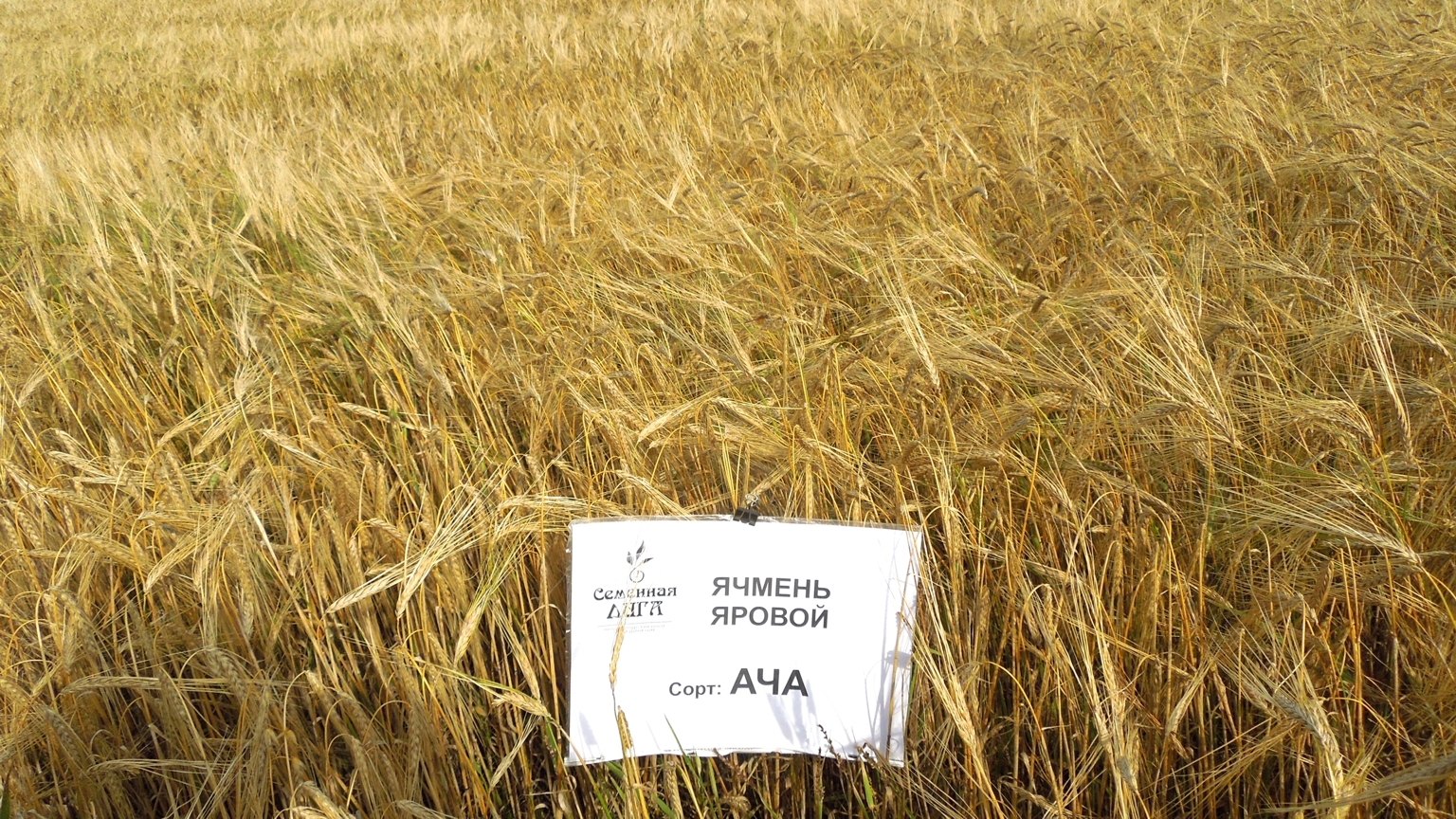Ячмень яровой сорт «Ача»