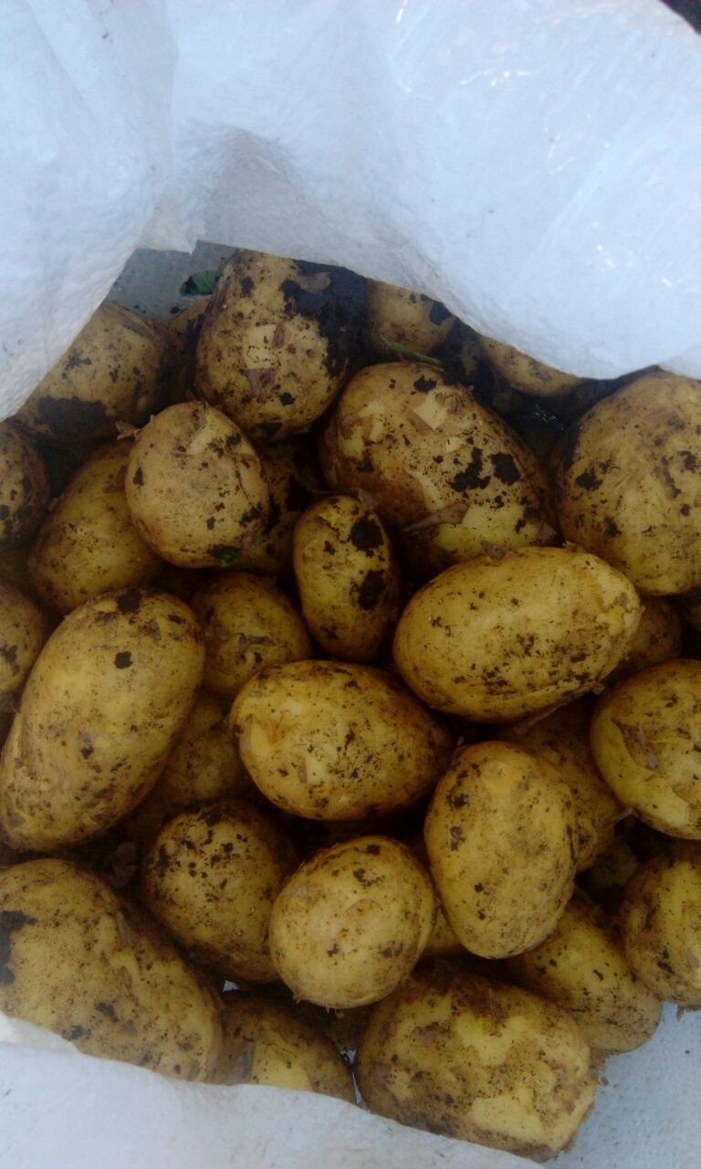 Картофель, кабачки и свекла, с полей Краснодара!