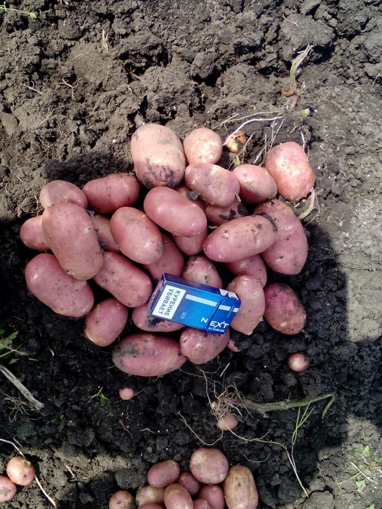 Купить картофель в краснодарском
