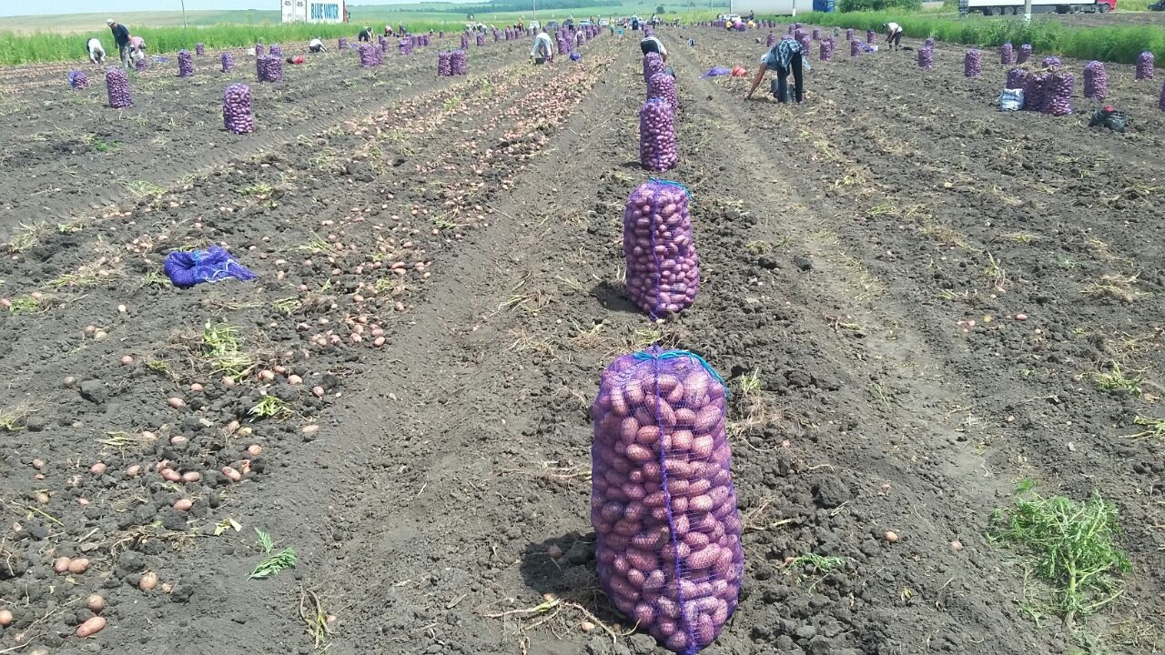 Картофель с полей напрямую от производителя
