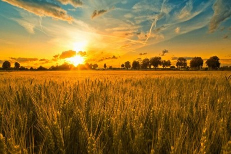 Комментарий. Конференция Russian Crop Production-2017/2018 определяет векторы развития.