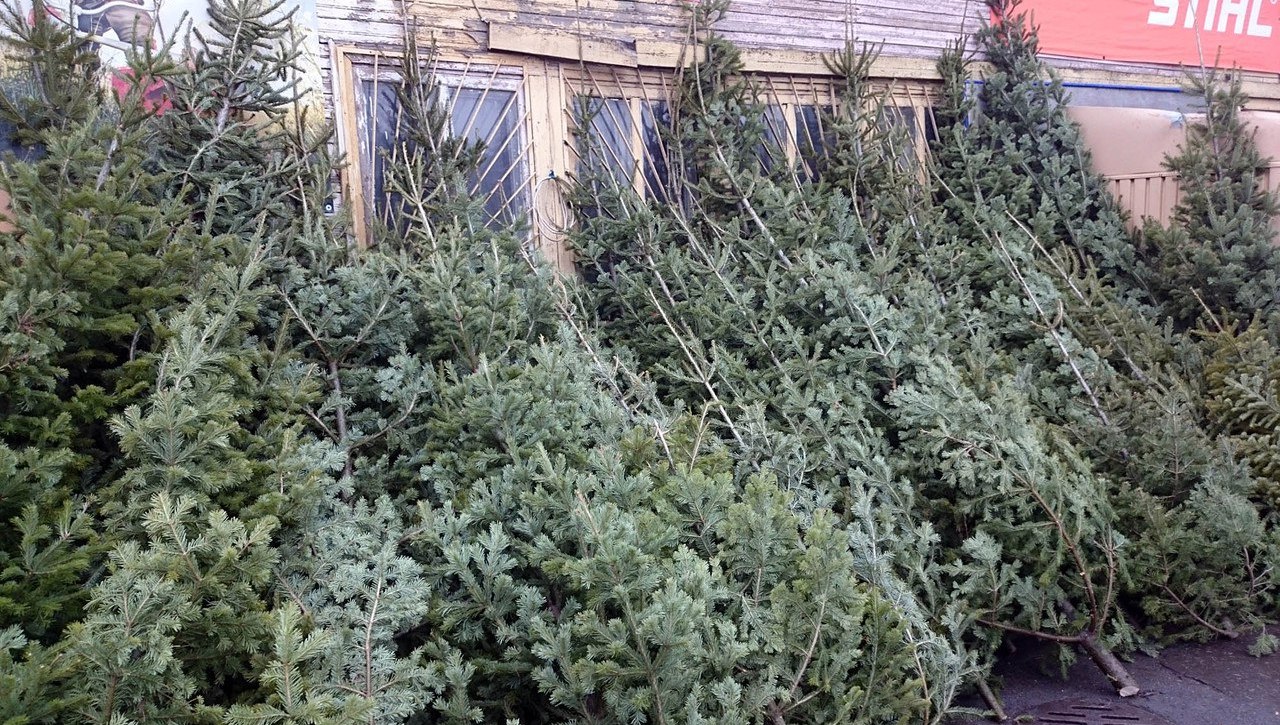 ᐉ 2018 ЕЛКИ ПИХТЫ НОВОГОДНИЕ Купить Живые? Продам Живую Пихту Сосну Ель Цена Продажа с Лесхоз Новосибирск Томск