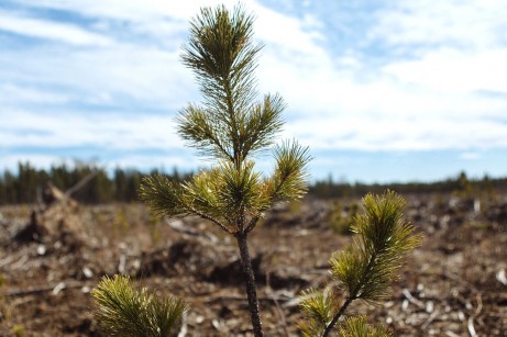 Комментарий. Еще 10-20 лет — и на юге России мы потеряем защитные лесонасаждения, земля превратится в Сахару.