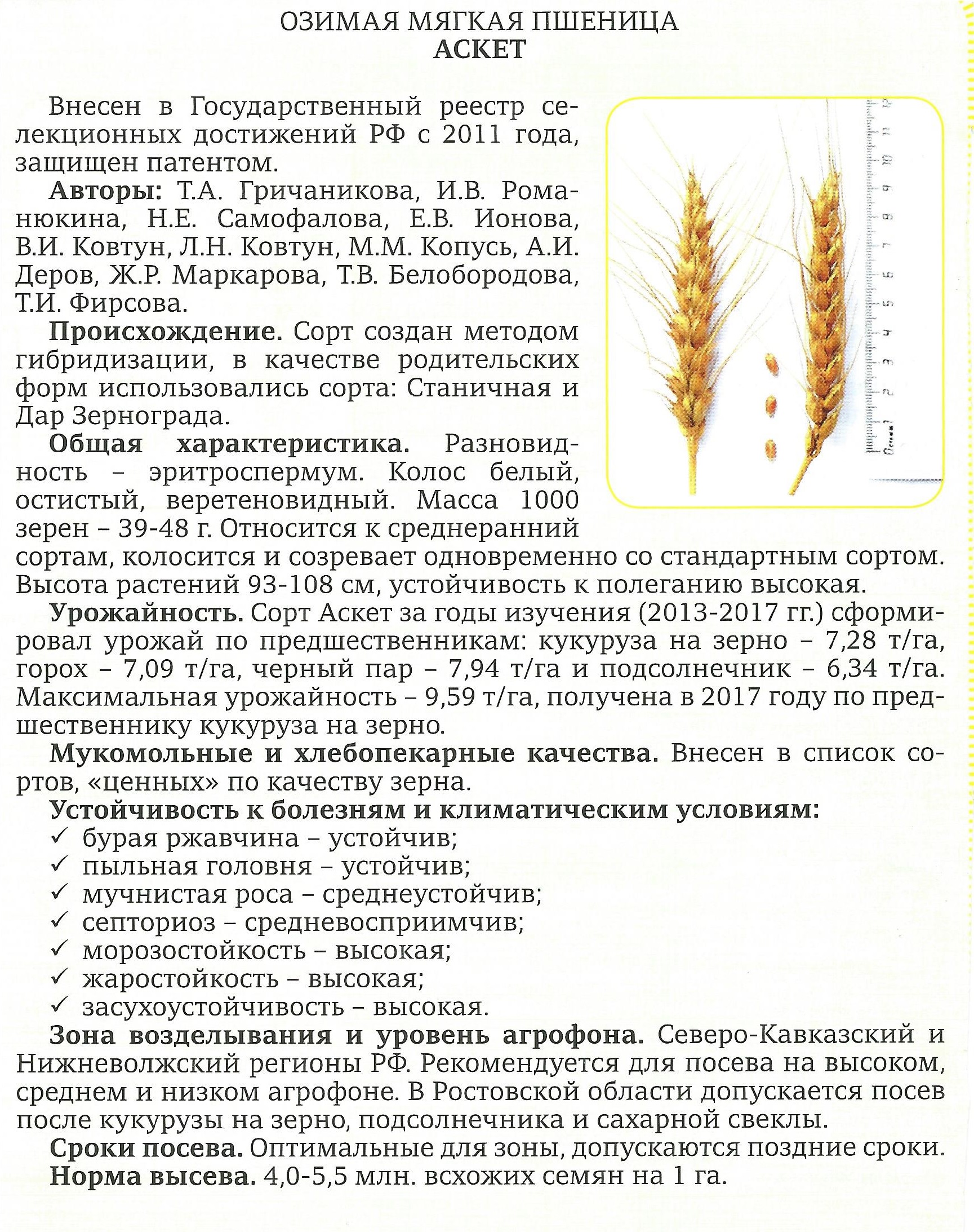 Сорт аскет озимая пшеница