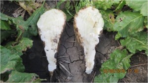 14. Кагатник2