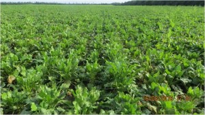 16.Кагатник 1