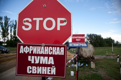 В Пермском крае в готовой мясной продукции выявлен геном вируса АЧС.