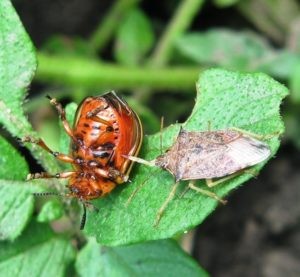 ВНИИ БЗР ЭН