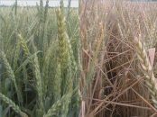 comment_image_reloaded_1035085225