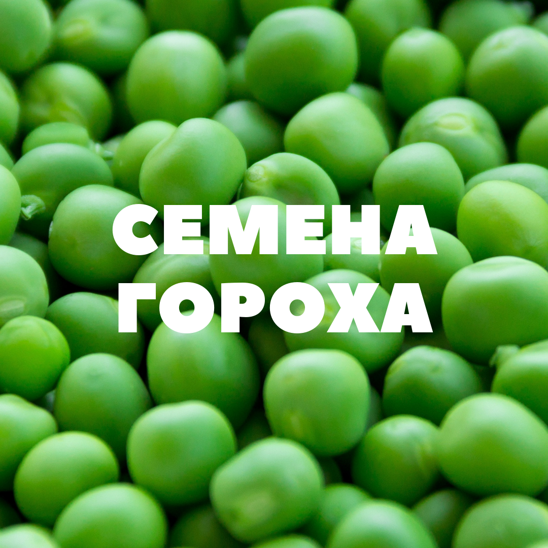 Семена гороха на посев