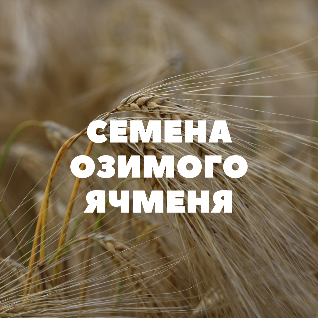 Семена озимого ячменя на посев