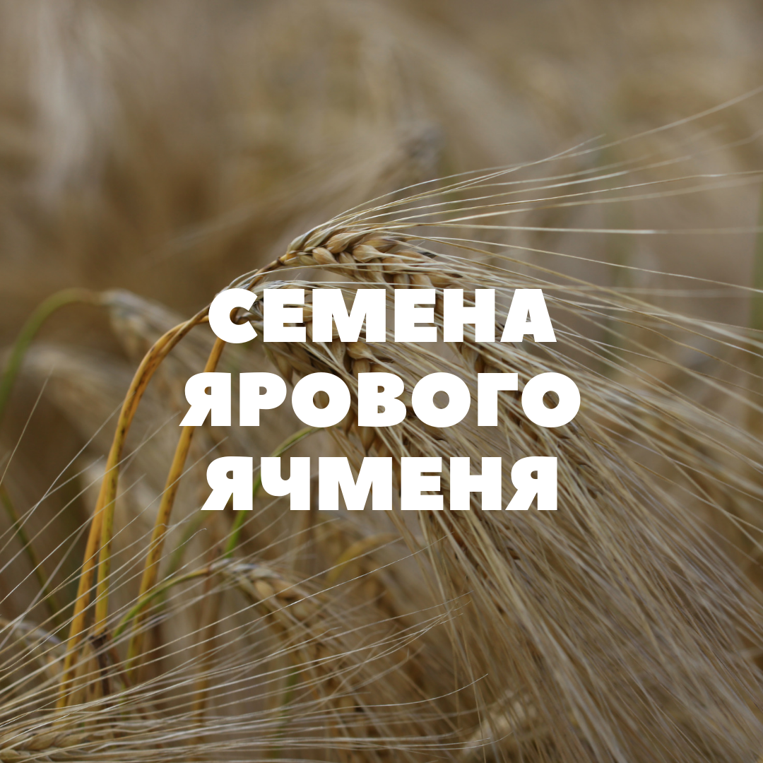 Семена ярового ячменя на посев