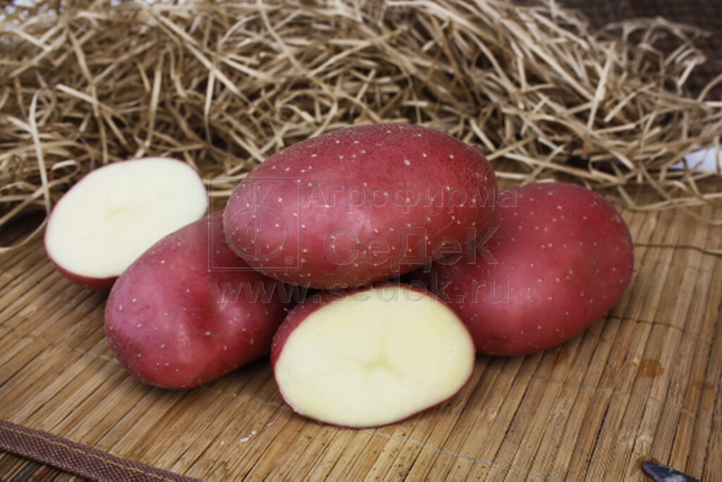 Семенной картофель МАЯК (элита, суперэлита)