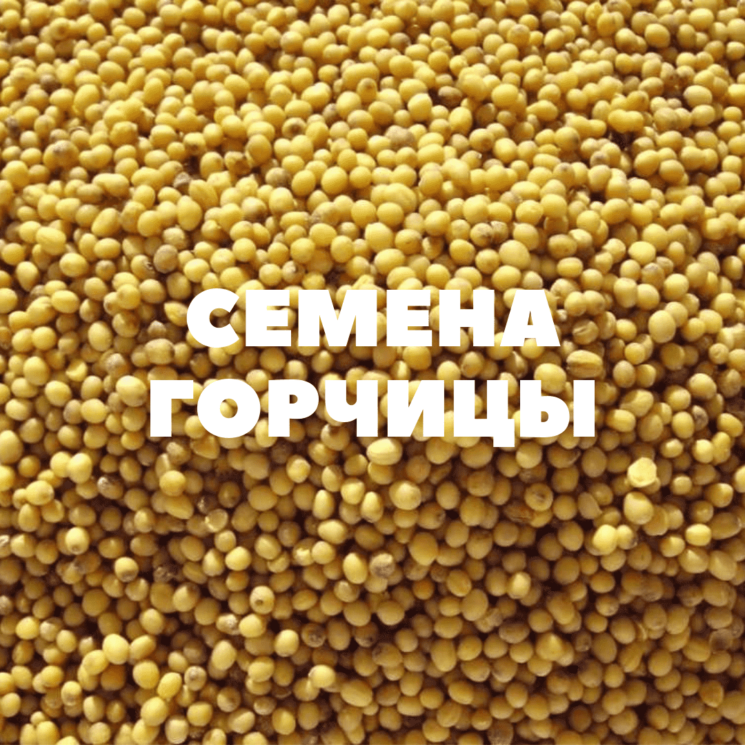 Семена горчицы на посев
