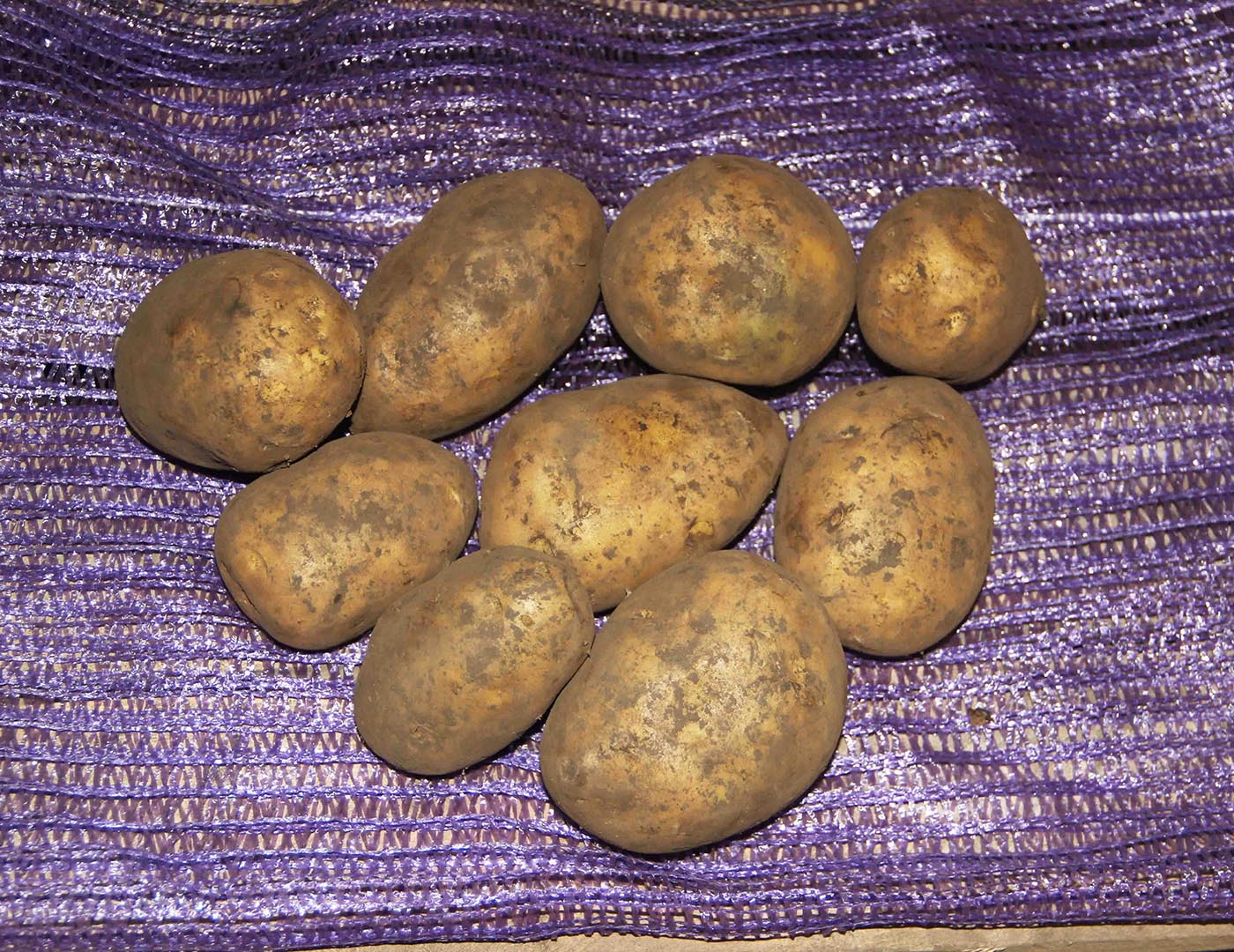 Картофель Гала