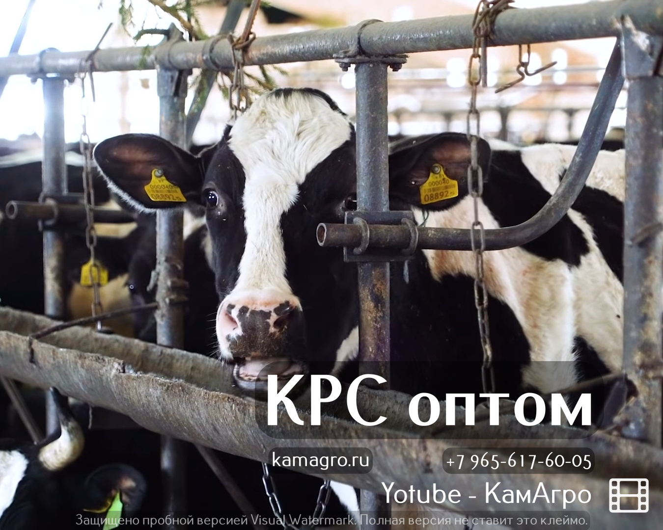 Высокопродуктивный товарный скот молочных пород