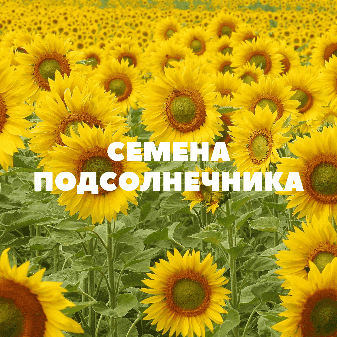 семена гибридов подсолнечника