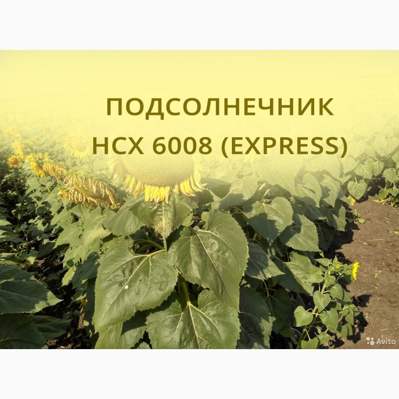 Подсолнечник нсх. Семена подсолнечника 6008. Гибрид подсолнечника НСХ 7749. Подсолнечник НСХ Сербия. Гибрид подсолнечника НСХ 26752.