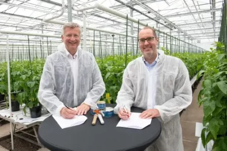 Bayer и Solynta сотрудничают для продвижения настоящих семян картофеля на рынках мелких фермеров