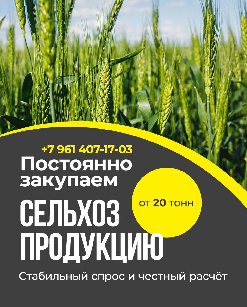 Закупаем сельхозпродукцию: зерно, пшеницу, подсолнечник