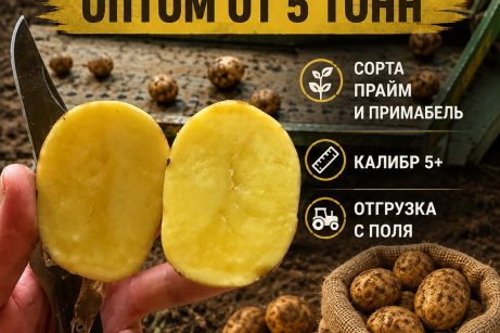 Картофель оптом — сорта прайм и примабель