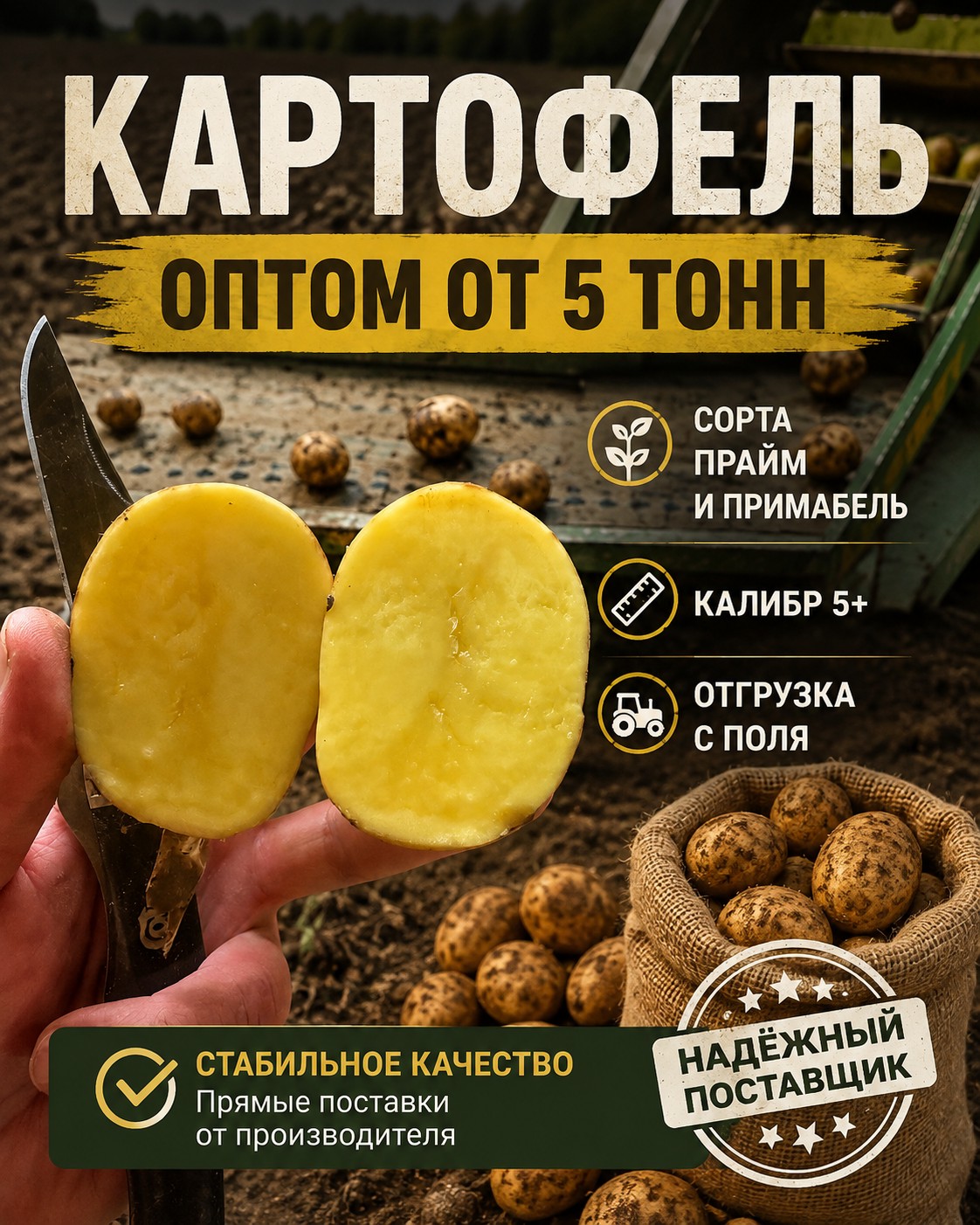 Картофель оптом — сорта прайм и примабель