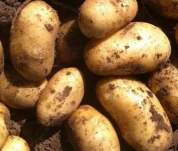 Овощи оптом с ежедневной отгрузкой из Алтайского края