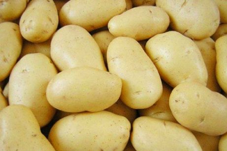 Продаём элитные семена чипсового картофеля Леди Клэр оптом от производителя