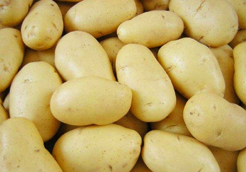 Продаём элитные семена чипсового картофеля Леди Клэр оптом от производителя