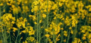 Цветущий рапс (Brassica napus)