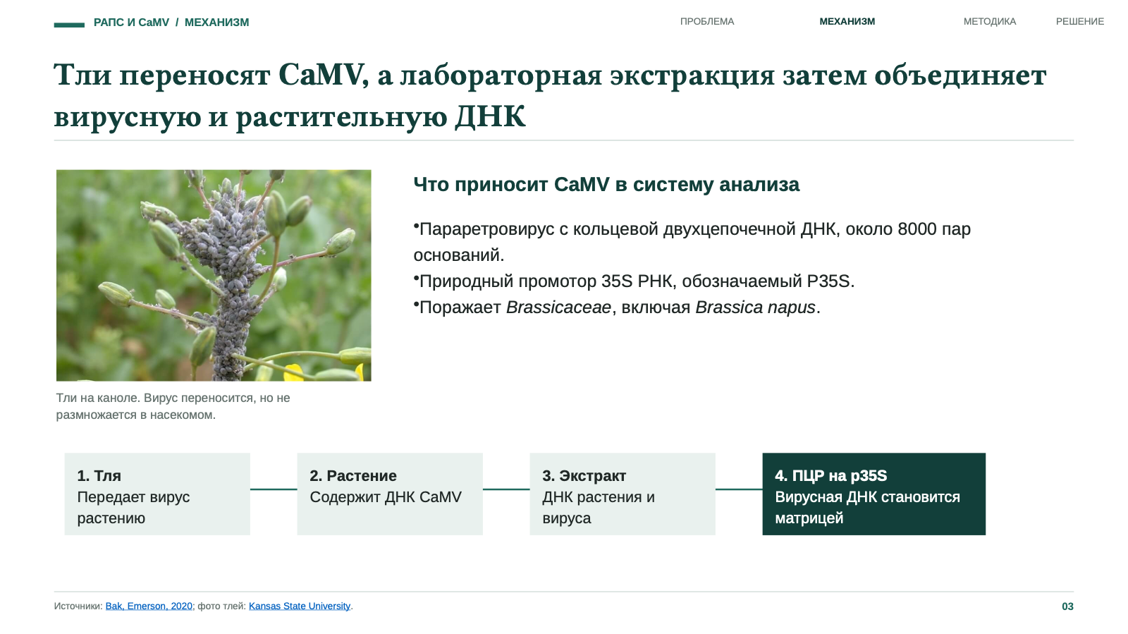 Тли переносят CaMV, а лабораторная экстракция затем объединяет вирусную и растительную ДНК